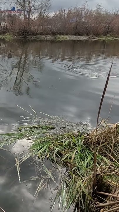 ЩУКА ОСЕНЬЮ #fishing #челябинск #рыбалка #спиннинг #новости #nature # ...