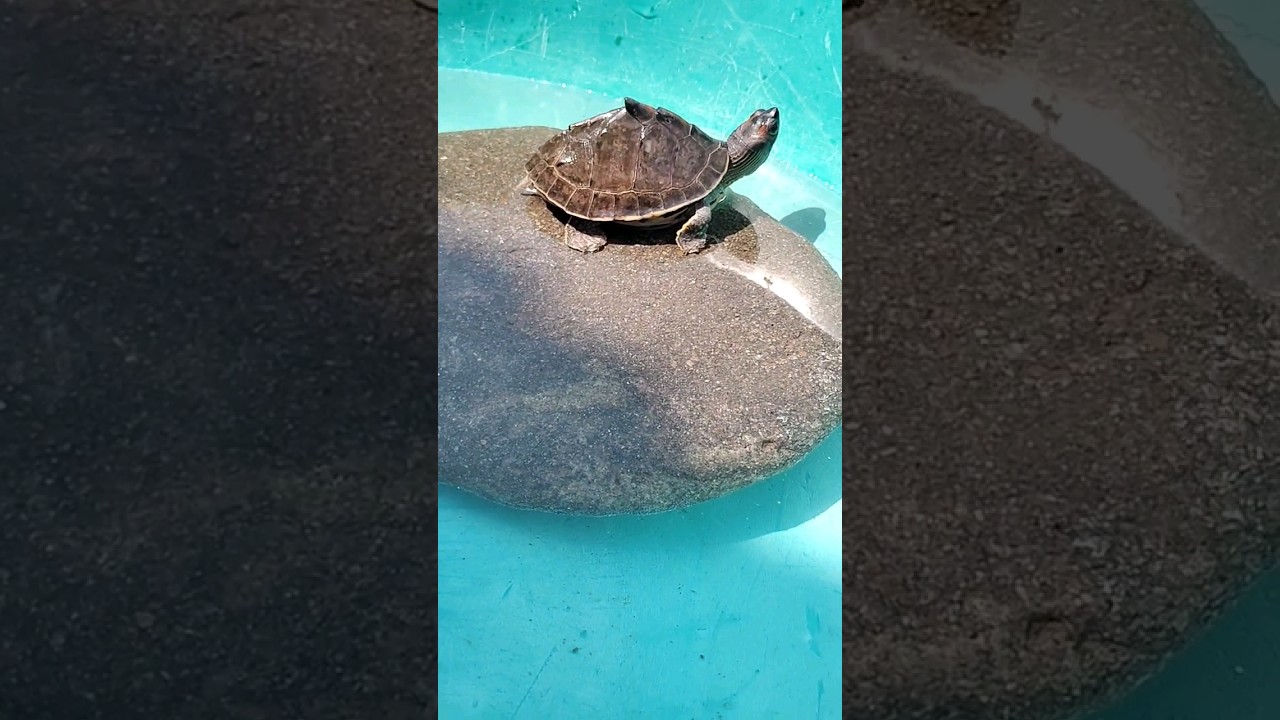 Turtle sun basking  💞