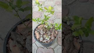 Blueberry plant #blueberry #plants #shorts