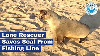 Lone Rescuer Saves Seal From Fishing Line