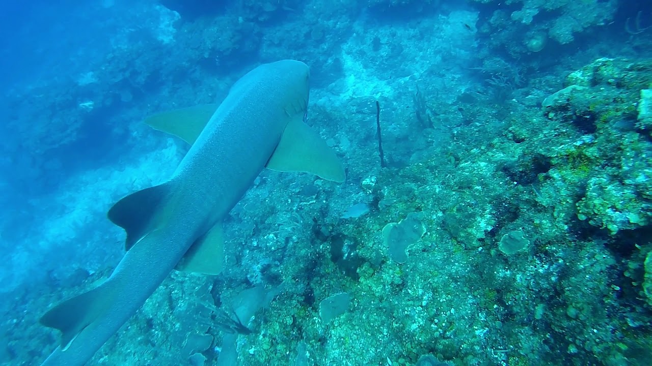 Shark! Diving Tackle Box, Belize YouTube