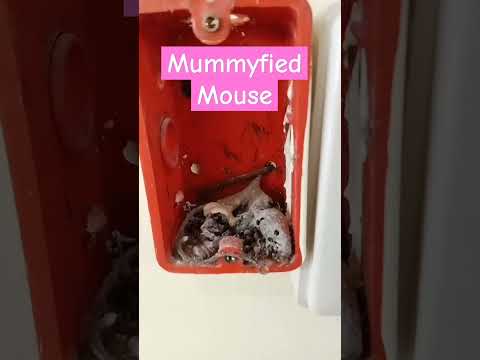 Mummy Mouse