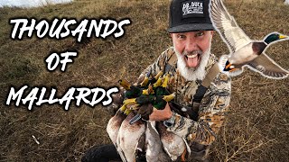 Thousands Of Mallards!! Flyover States | Dr Duck by Dr Duck 42,330 views 5 months ago 16 minutes