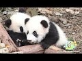 Baby Panda Fight Tactic: Grab The Ear And Never Let Go! | iPanda