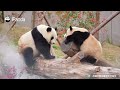 Baby Panda Fight Tactic: Grab The Ear And Never Let Go! | iPanda