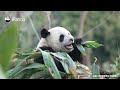Baby Panda Fight Tactic: Grab The Ear And Never Let Go! | iPanda