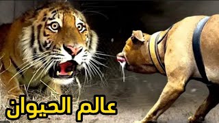 حيوانات غريبة ومدهشة: اكتشف أسرارًا مذهلة من مملكة الحيوان | عالم الحيوان screenshot 2