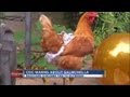 CDC warns about Salmonella from backyard chickens