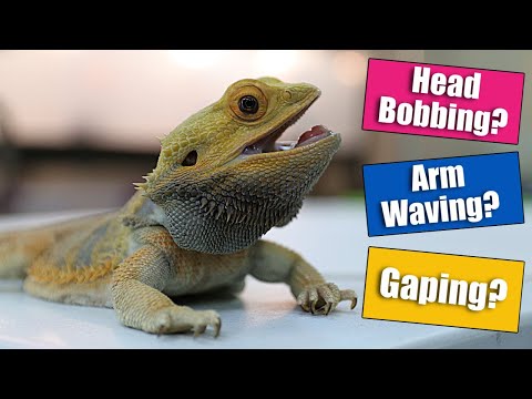 Video: Bearded Dragon-gedrag en -ziekten