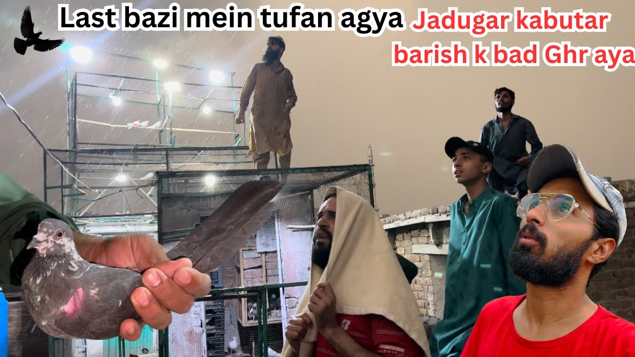 Last bazi mein toofan agya jadugar kabutar ny bazi win krwa Di 😱 | Dar pigeons club |