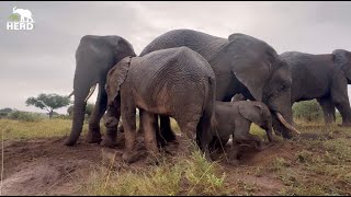 Messy mud baths with the Jabulani elephant herd