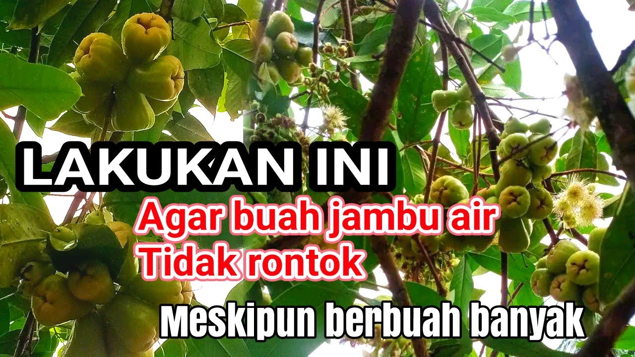 Lakukan INI Untuk Mencegah Buah Jambu Air Rontok, Walaupun Berbuah Banyakpun Gak Masalah