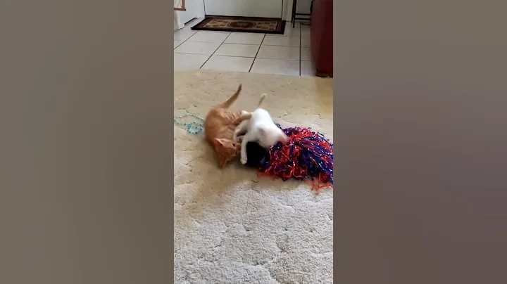Bodhi playing