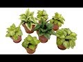 Making 12th scale miniature hosta plants using polymer clay and Fimo Liquid by Angie Scarr