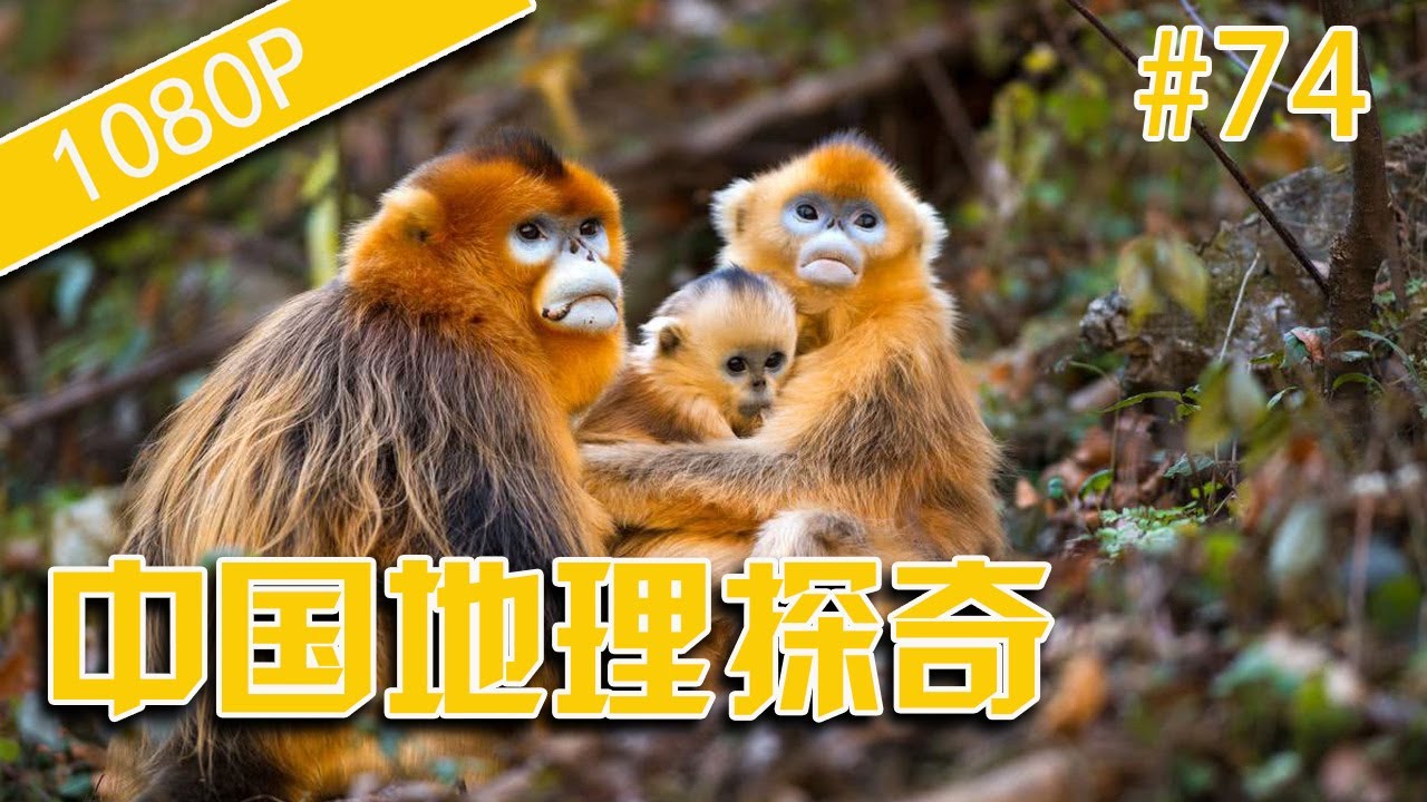 中国地理探奇74-黔金丝猴栖息地-HD高清完整版