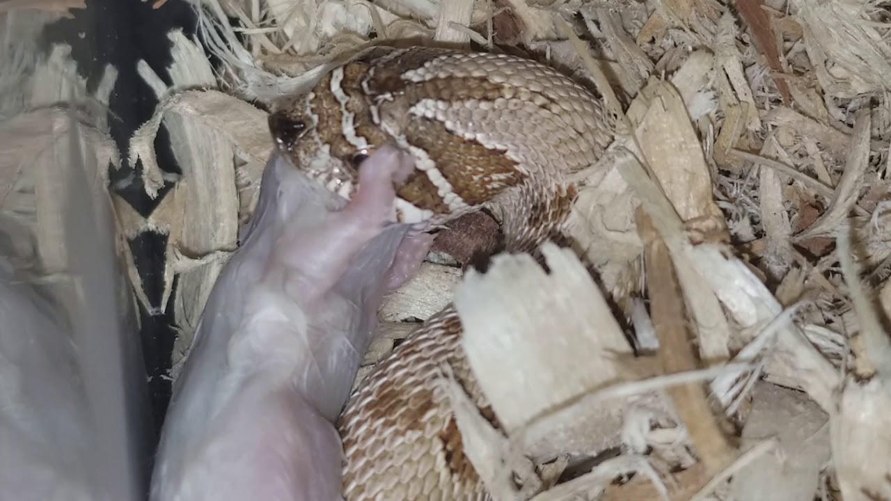 pythons for sale Conda Hognose