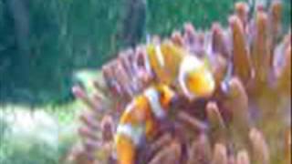 Spawning T-Bone Percula Clownfish Breeding