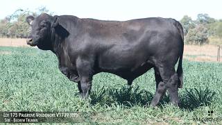 Lot 175 Palgrove Voldemort V1739 PP