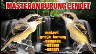 Masteran cendet full isian