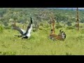 Secretary Bird Shows Off to World's Heaviest Flying Bird