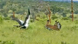 Secretary Bird Shows Off To Worlds Heaviest Flying Bird