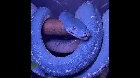 Blue Green Tree Python Yawning