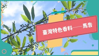 20221103 Unit2-1【臺灣原住民料理中的黑珍珠──馬告】-完整課程