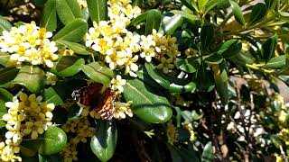 Mariposa Tomando Sol
