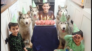 DASH THE HUSKY'S 9TH BIRTHDAY PARTY | BEEF SCOTCH FILLET STEAK CAKE | RAW FOOD DIET! by lishieandfamily 201 views 3 months ago 2 minutes, 16 seconds