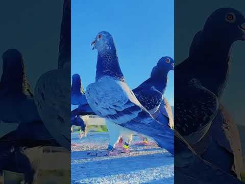 Most beautiful pigeons pair #top #kabootarloft05 #kabootar #populerpigeon