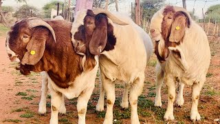 How To SUCCEED In GOAT Farming Business With Low Investment!