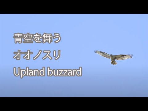 【青空を舞う】オオノスリ Upland buzzard