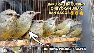 cara memilih opior jawa yang bagus di pasar ombyokan