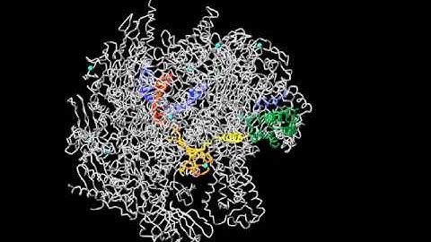 RNA Polymerase II - side to front animation