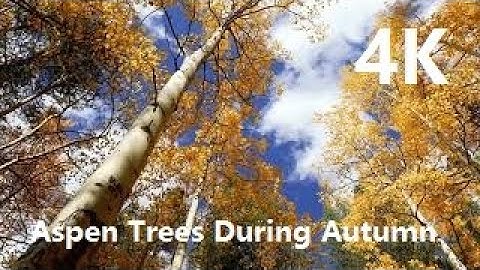 4K Nature Video: Aspen Trees During Autumn