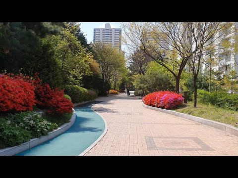 활짝 핀 철쭉길 산책!! (정자동봄꽃4월23일)💘 a wide-open azalea walk!!