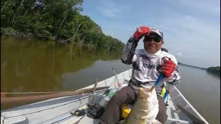 Vlog#84 Landed Monster Barramundi-Selinsing