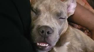 Shadow snoring #pitpuppy #puppy #dogs