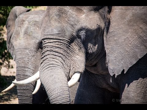 The Swimming Elephants of Chobe River