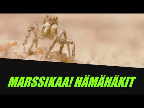 Video: Kuinka Monta Silmää Hämähäkillä On