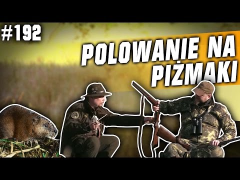Wideo: Jak Złapać Piżmaka