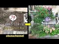 お庭のプチ🌸リフォーム❕花壇を作って花を植えます🎵Make a Flower Bed❕