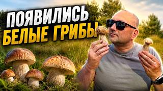 Появились белые грибы. Реалии грибников сегодня.