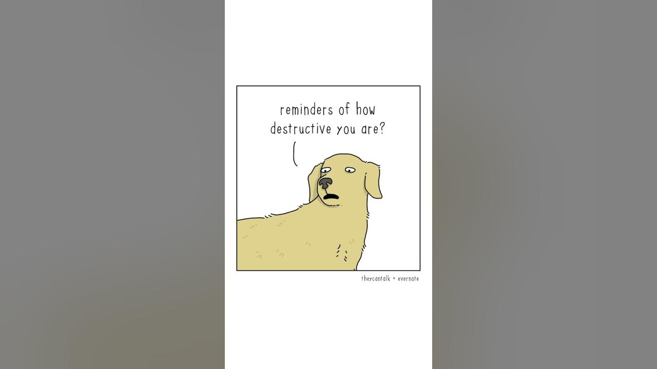 Why do cats scratch everything? YouTube