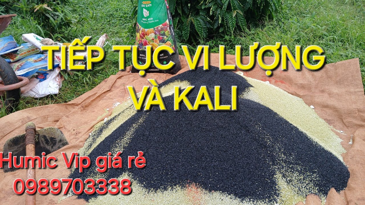 Trả lời câu hỏi Hoa cà phê ra sớm?Quả cà phê nhỏ phải làm sao?. MV nhân Trí