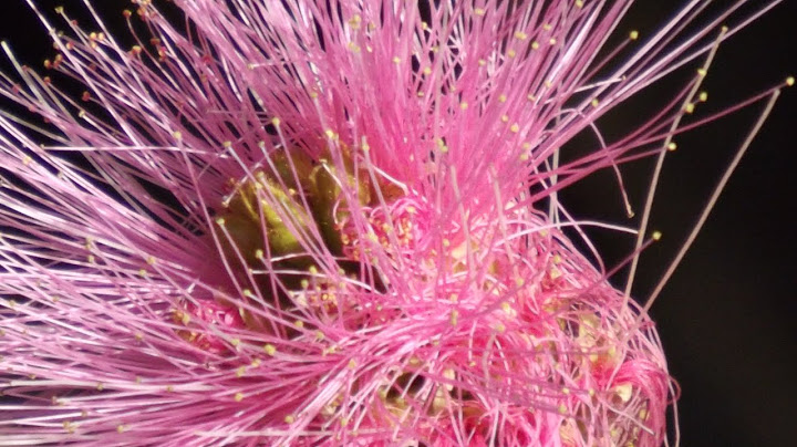 London Symphony Orchestra