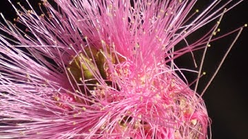 Mozart - Piano Concerto 21, K. 467; Alicia de Larrocha; English Chamber Orchestra; Colin Davis (HD)