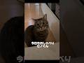 【おしゃべり猫！ママの言葉を理解する猫！】勘違いするママw #猫 #保護猫 #スコティッシュフォールド