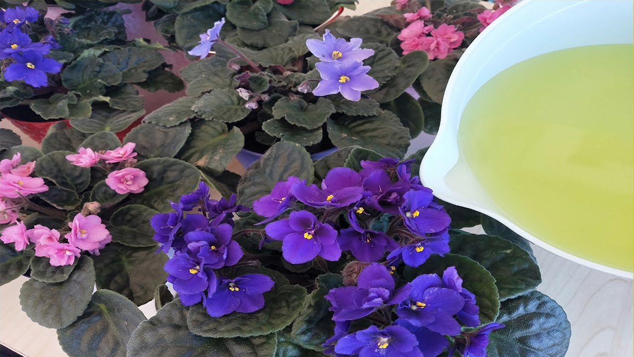 👉ÇİÇEK COŞTURAN BOMBA TARİF,ÇİÇEK AÇTIRAN YÖNTEM,EVDE ÇİÇEK COŞTURAN YAPIMI,BİTKİ BESİNİ,FERTİLİZER