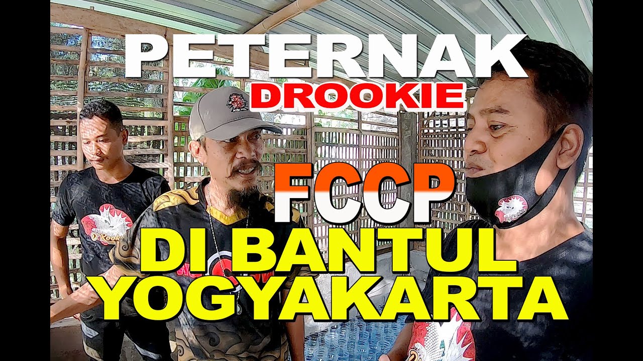 PETERNAK FANCY COPPER (FCCP) ORANGE HEAD DI BANTUL || DROOKIE BETTA